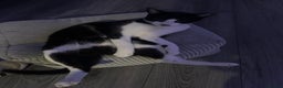 Domestic Shorthair cats for sale: Meemee the Three year old cat  - Advert 9