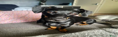 Jackshund 2