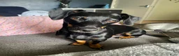 Jackshund dogs for sale: Dachshund cross jack Russell  in Salisbury - Advert 2