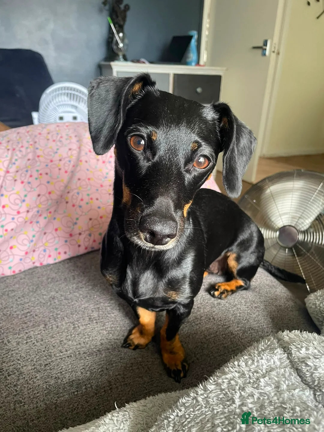 Jackshund dogs for sale: Dachshund cross jack Russell  in Salisbury - Advert 2