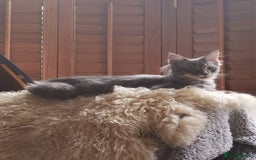 Maine Coon cats for sale: Four beautiful Maine Coon kittens-two girls left - Image 7