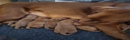 Hungarian Vizsla dogs for sale: Pedigree Vizsla Puppies in Doncaster - Advert 12