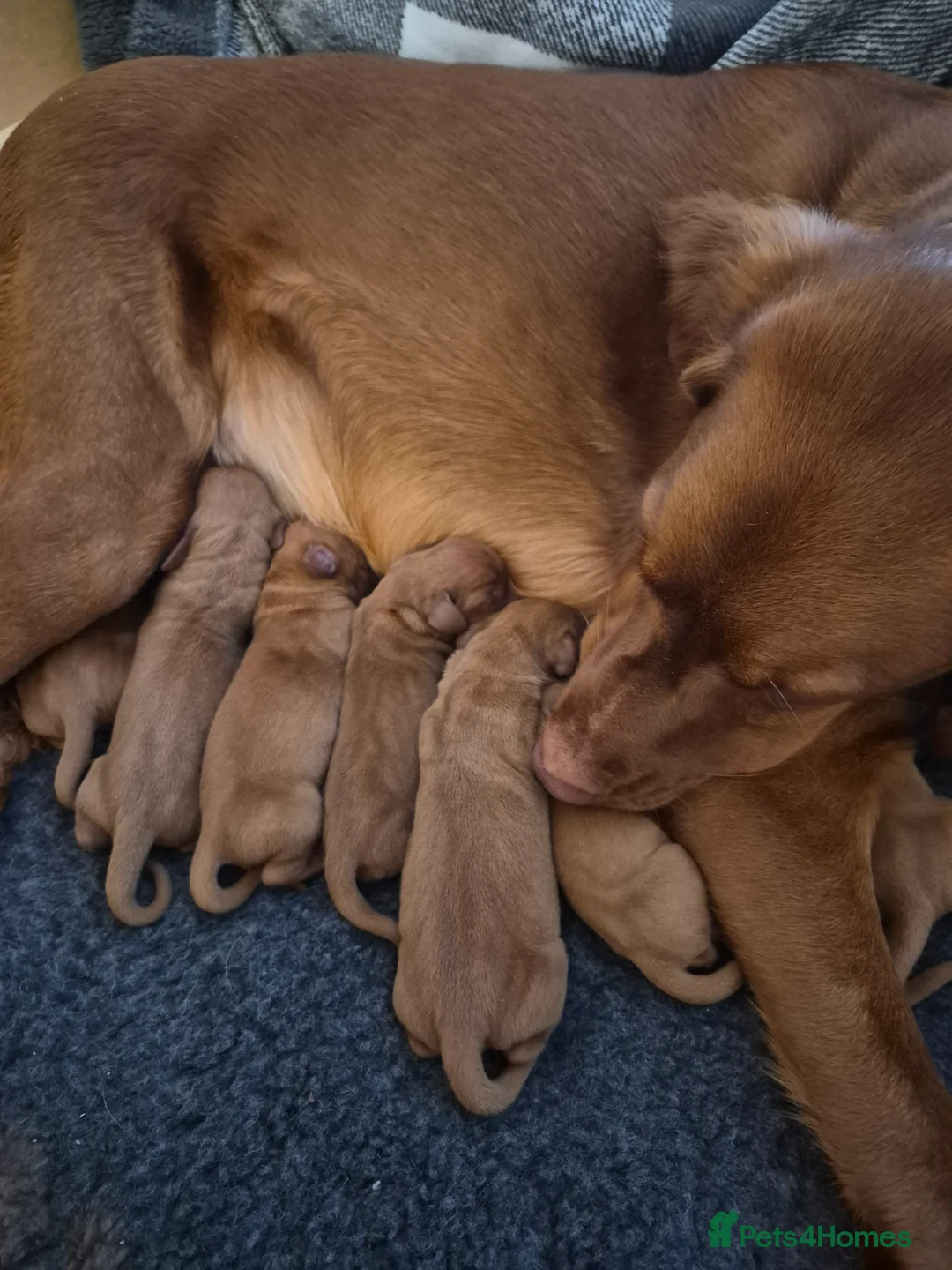 Hungarian Vizsla dogs for sale: Pedigree Vizsla Puppies in Doncaster - Advert 12