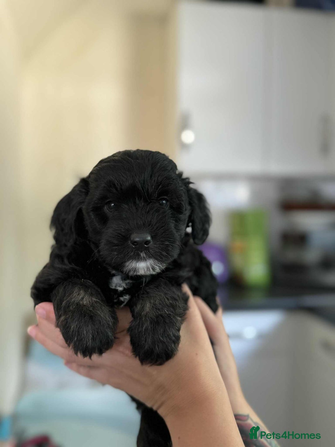 Sheepadoodle dogs for sale: F1b mini sheepadoodles - Image 33
