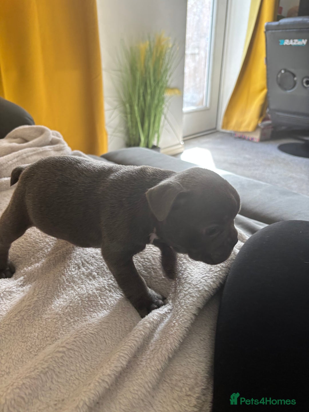 French Bulldog dogs for sale: Adorable French bulldog puppies for sale - Image 6