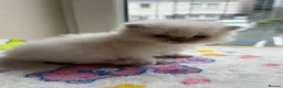 Ragdoll cats for sale: Full TICA Reg Ragdolls - Advert 15