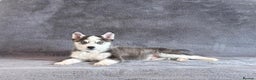 Pomsky dogs for sale: F3 blue eyes perfect husky markings Pomsky puppies - Advert 2