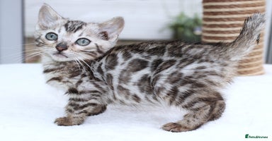 Bengal cats CUTE BENGAL KITTENS AVAILABLE - Advert 11