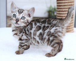 Bengal cats CUTE BENGAL KITTENS AVAILABLE - Advert 1