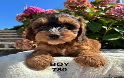 Cockapoo dogs for sale: 1 COCKAPOO BOY AVAILABLE! - Image 17