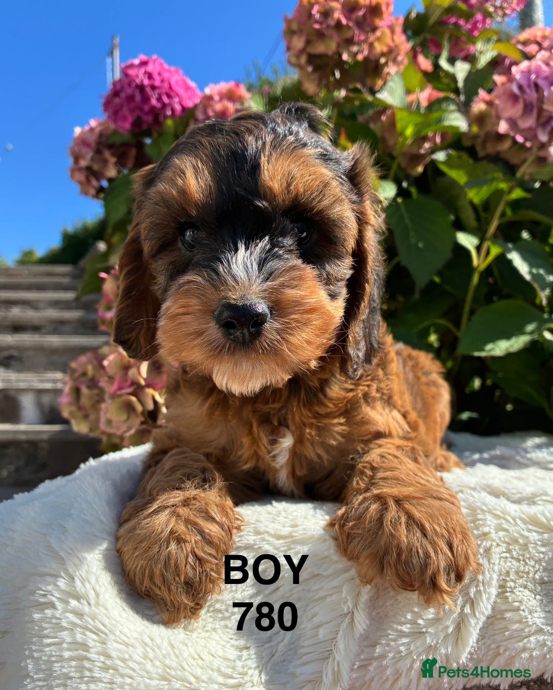 Cockapoo dogs for sale: 1 COCKAPOO BOY AVAILABLE! - Image 17