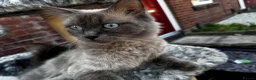 Ragdoll cats for sale: 2 female ragdolls looking for homes  - Advert 3