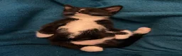 Mixed Breed cats for sale: 2 adorable kittens for sale  - Advert 7