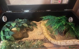 Python Snake reptiles for sale: Cyril the banana ball python - Image 10