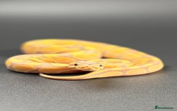 Python Snake reptiles for sale: Banana Enchi, Pastel 50% Het Clown/Hypo - Image 4