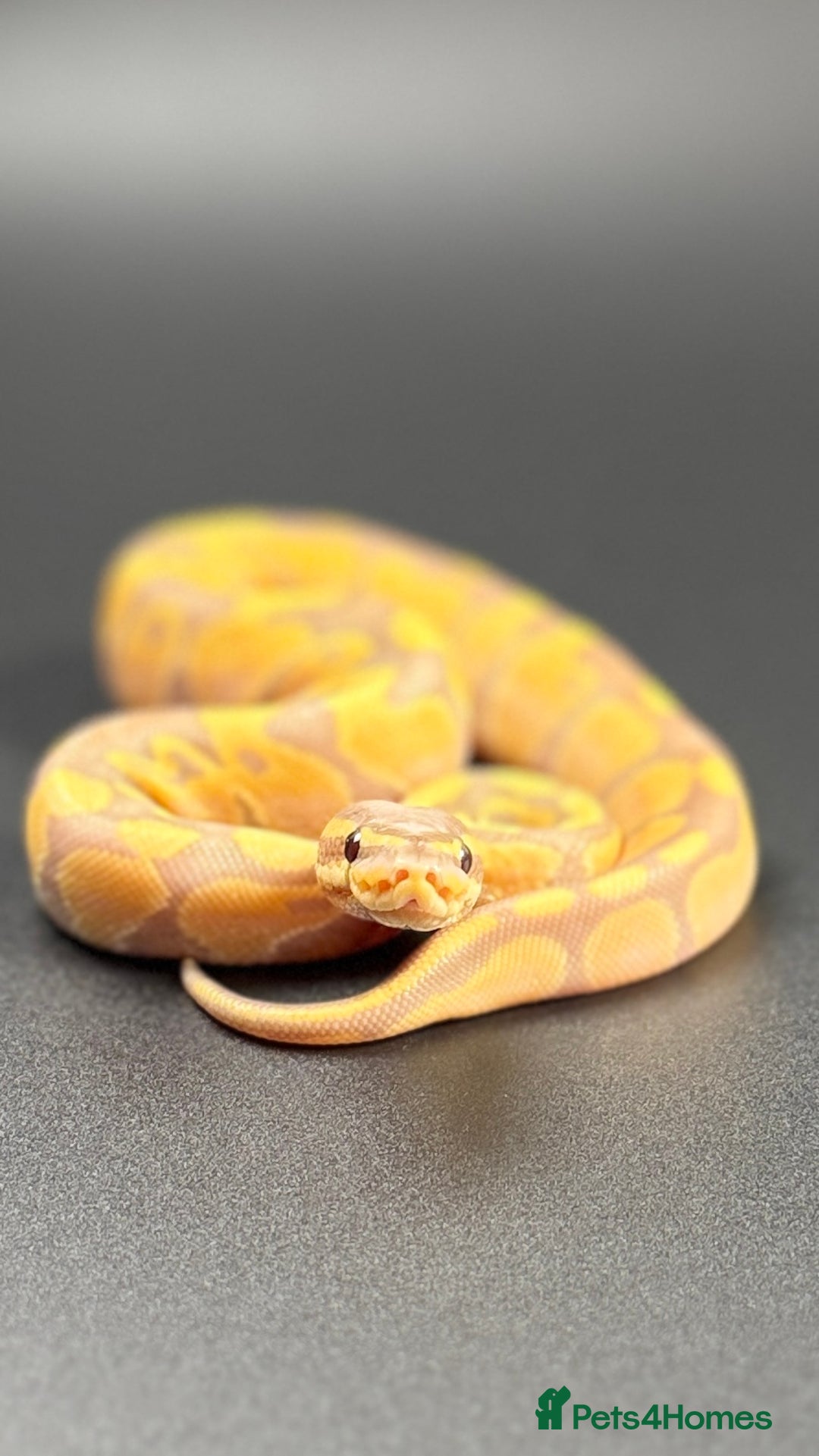 Python Snake reptiles for sale: Banana Enchi, Pastel 50% Het Clown/Hypo - Image 4