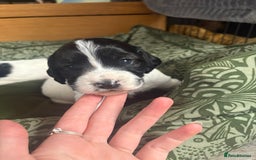 Cockapoo dogs for sale: Unique Cockapoo Puppies - Image 8