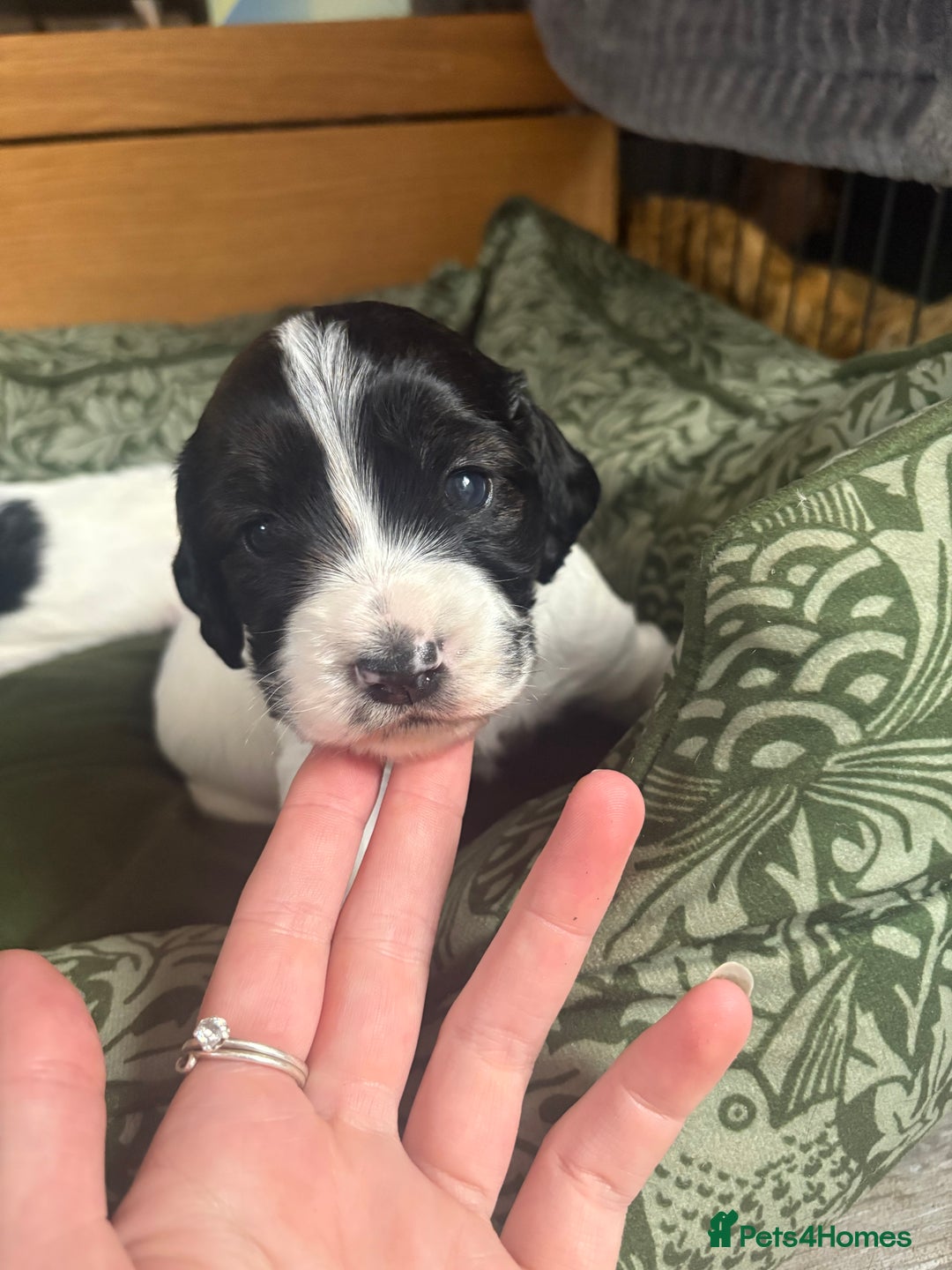 Cockapoo dogs for sale: Unique Cockapoo Puppies - Image 8
