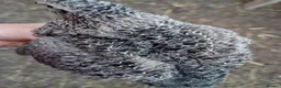 Quail poultry for sale: POL Coturnix Quail Hens  - Advert 1