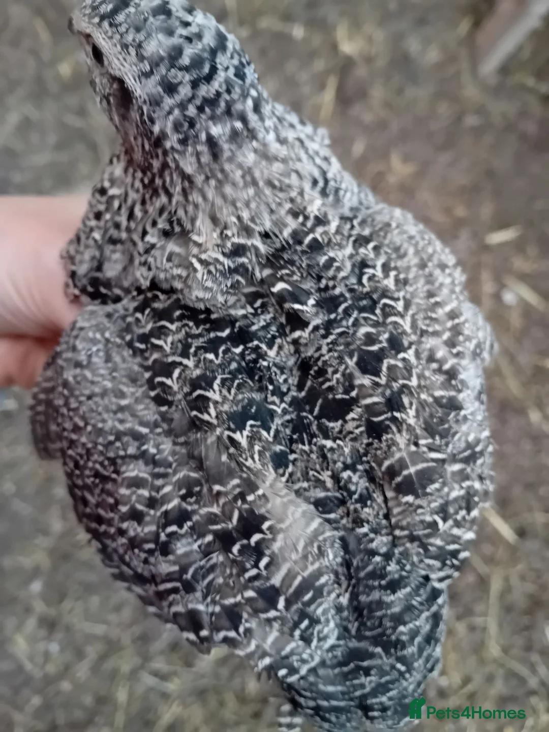 Quail poultry for sale: POL Coturnix Quail Hens  - Advert 1