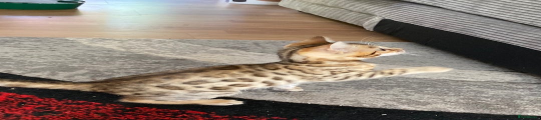 Bengal Kitten 3. RESERVED