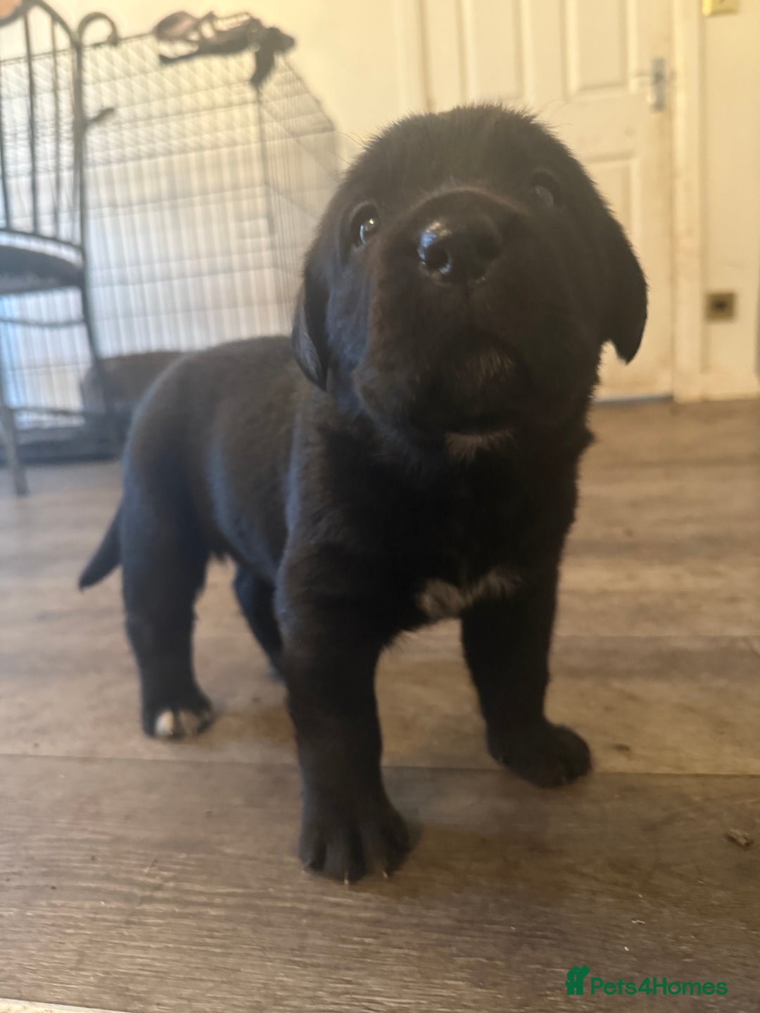 Mixed Breed dogs for sale: Labrador x corso puppies  - Advert 4
