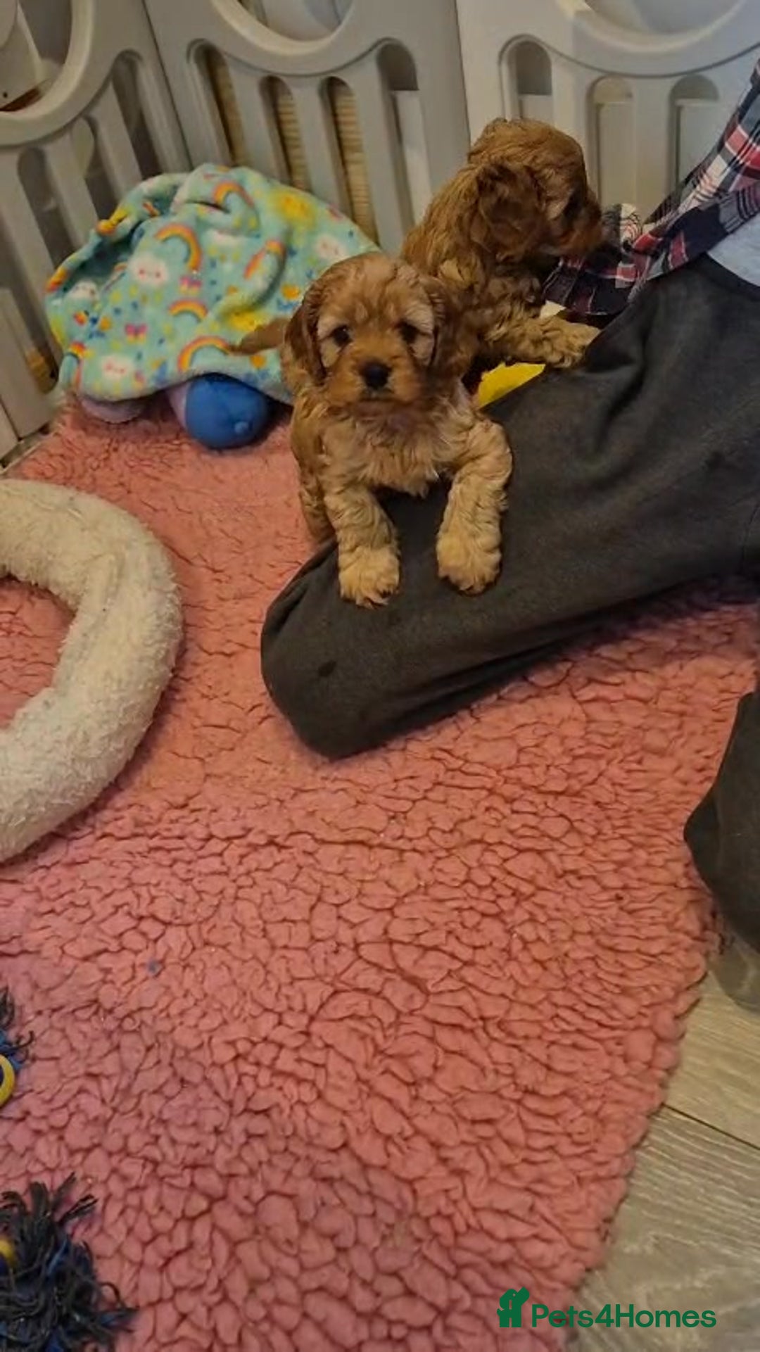 Cavapoo dogs for sale: toy f1 cavapoos for sale - Image 1