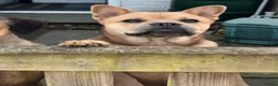 Mixed Breed dogs for sale: French bulldog x chow  in Southend-on-Sea - Advert 10
