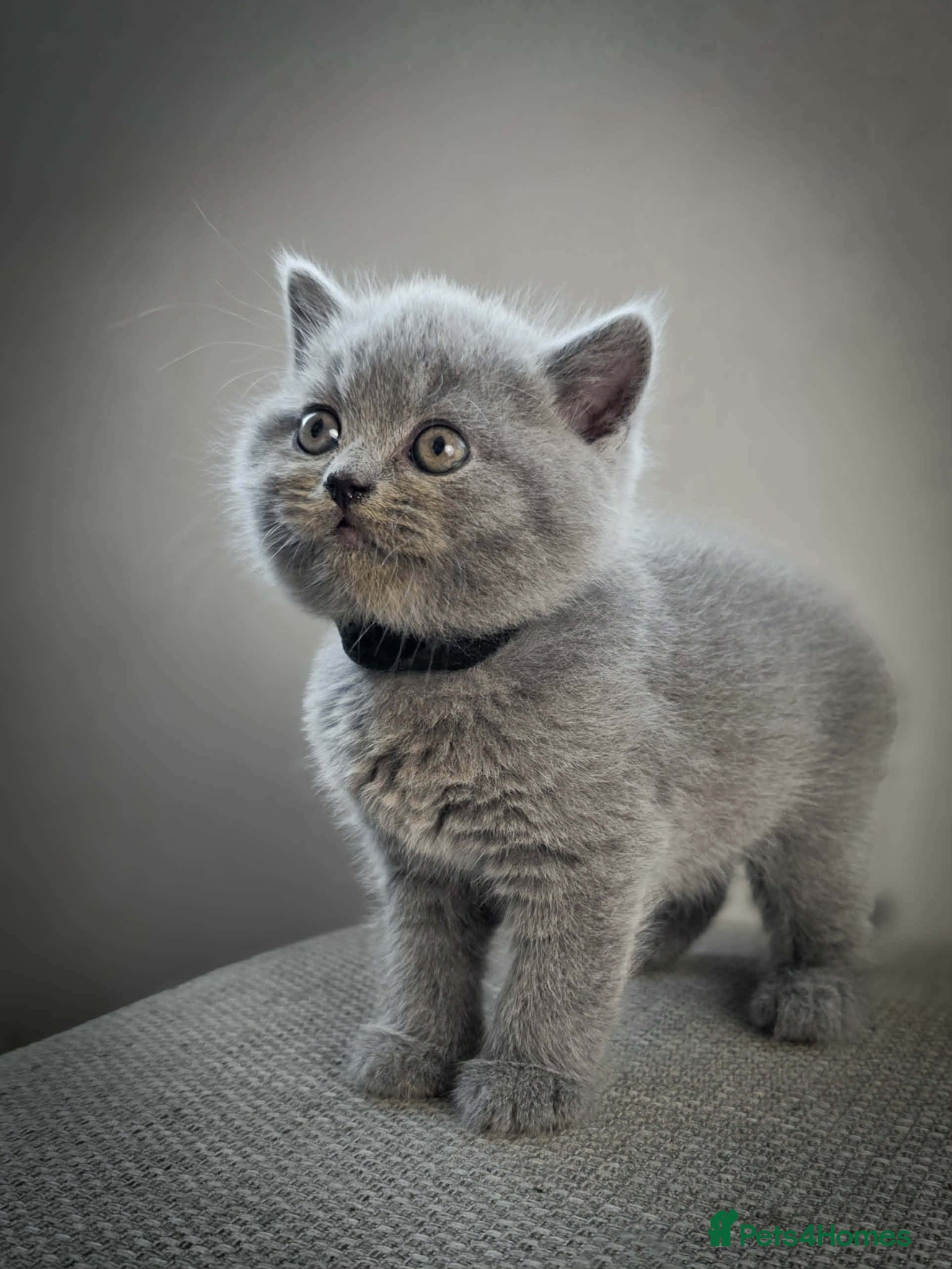 British Shorthair cats Beautiful British Blue kittens  - Advert 1