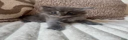 Ragcoon cats for sale: Gorgeous Mainecoon x ragdoll babies  - Advert 23