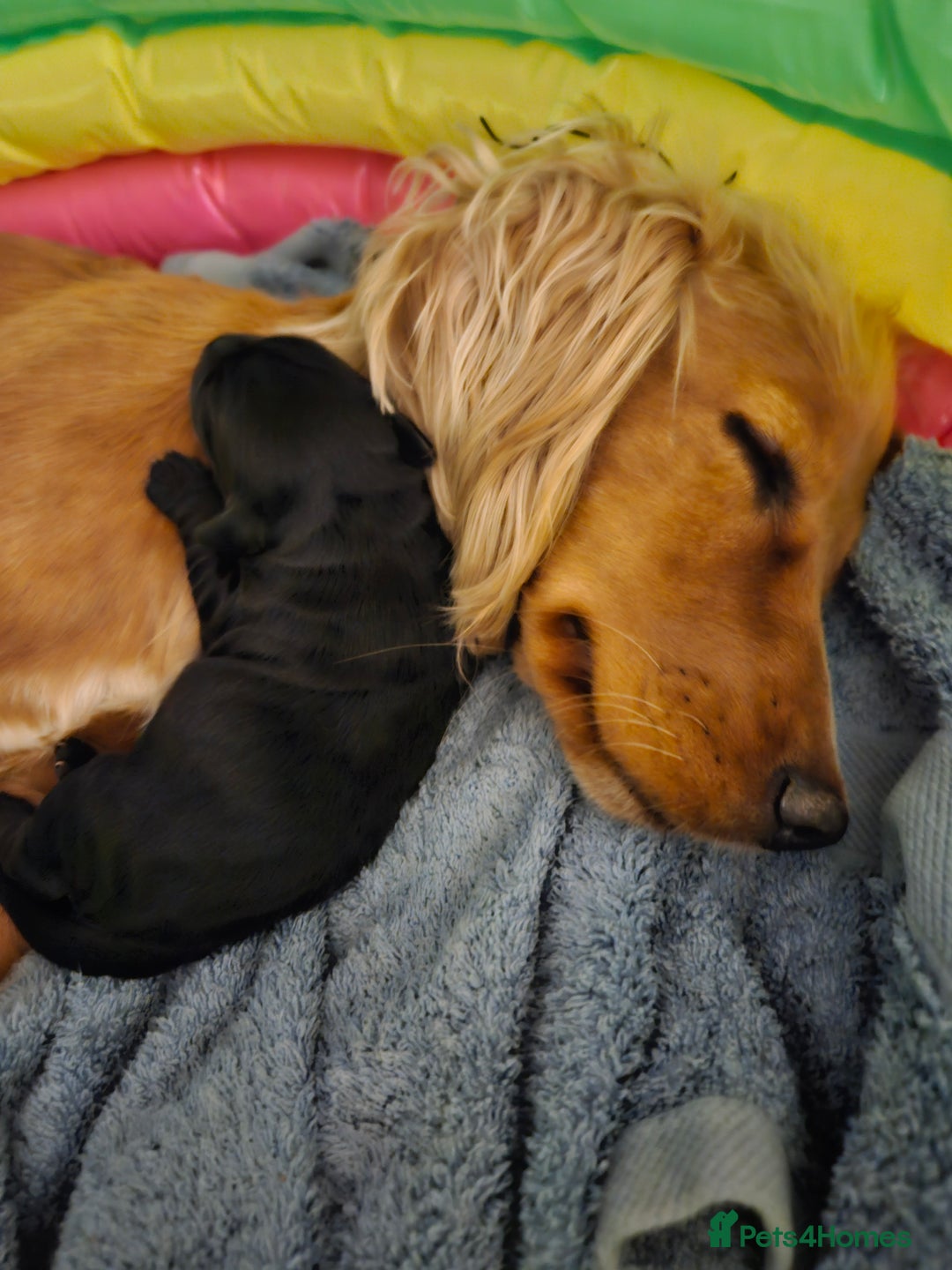 Mixed Breed dogs for sale: Cocker spaniel cross puppies - Image 16