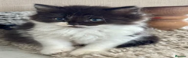 British Shorthair 4