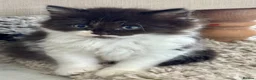 British Shorthair cats for sale: Stunning BritishShorthair Beautiful Fluffy Kittens in Maidstone - Advert 10