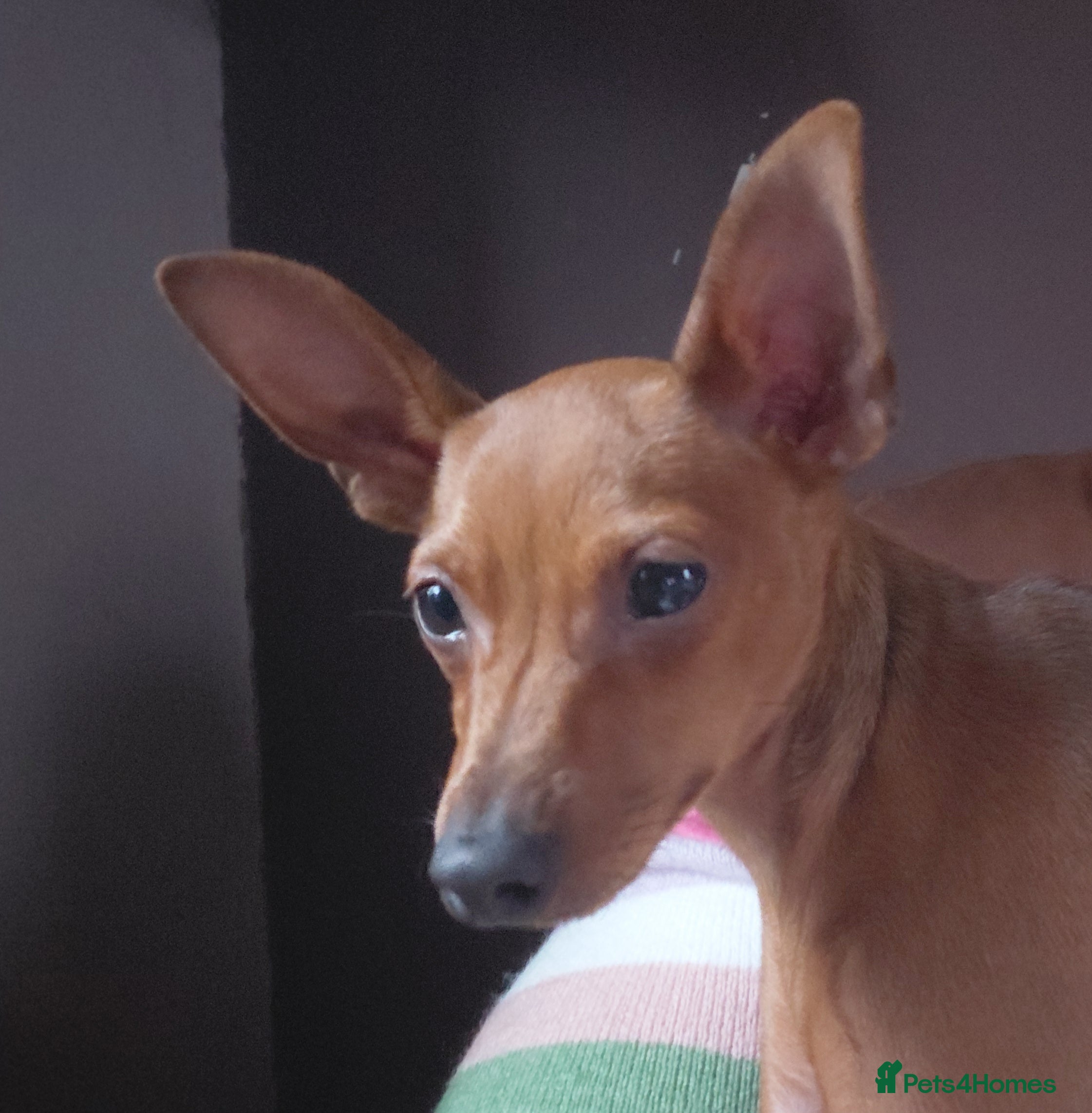 Miniature Pinscher dogs Miniature pinscher stag red boy  - Advert 5