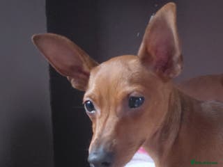 Miniature Pinscher dogs Miniature pinscher stag red boy - Advert 5