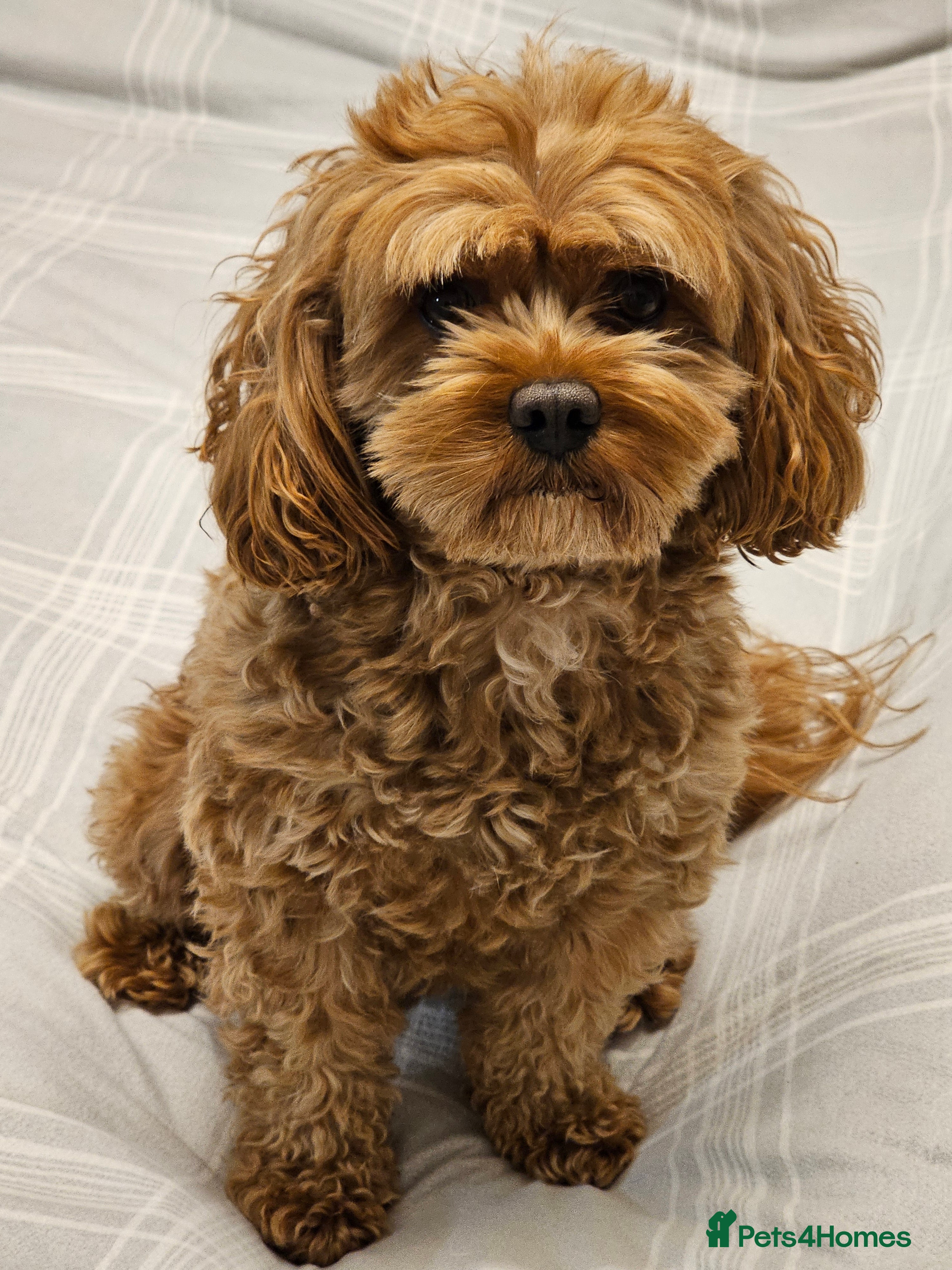 Cavapoo dogs Arlo for stud - Advert 1