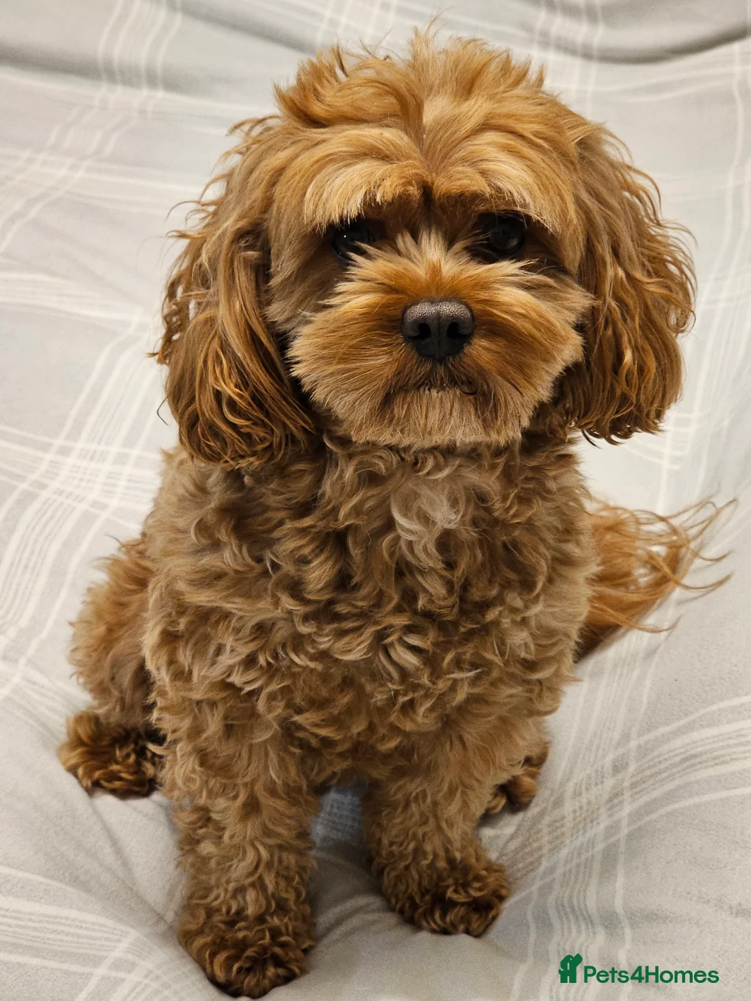Cavapoo dogs for stud: Arlo for stud - Advert 1