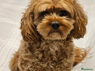 Cavapoo dogs Arlo for stud - Advert 1