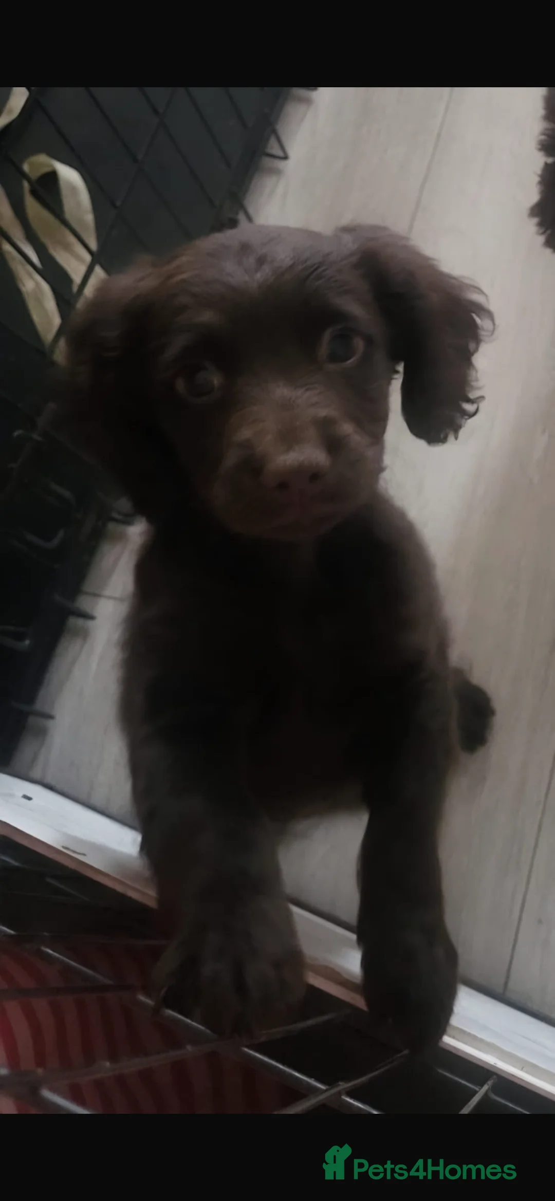 Cockapoo dogs for sale: 1 female cockapoo puppy  in Eastbourne - Advert 2