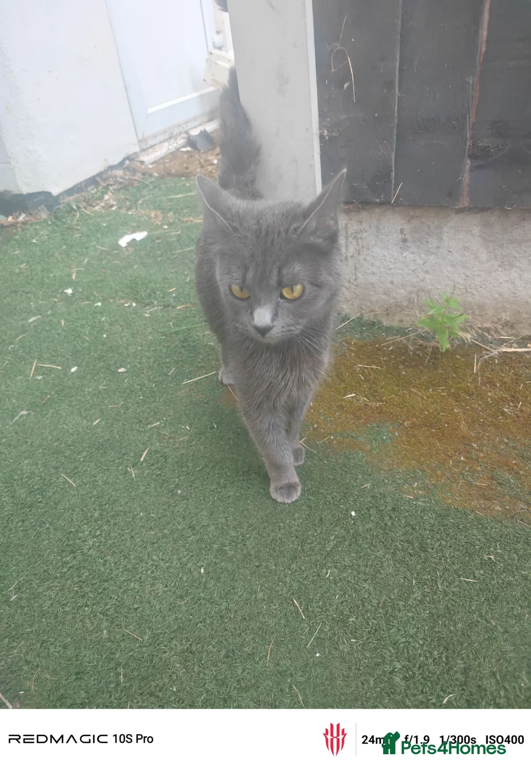 British Shorthair cats for sale: 4 kittens. Gray.  - Advert 1