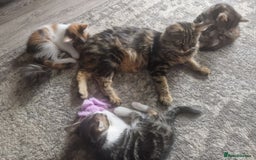 Mixed Breed cats for sale: 3 beautiful semi long haired kittens 8 weeks - Image 5