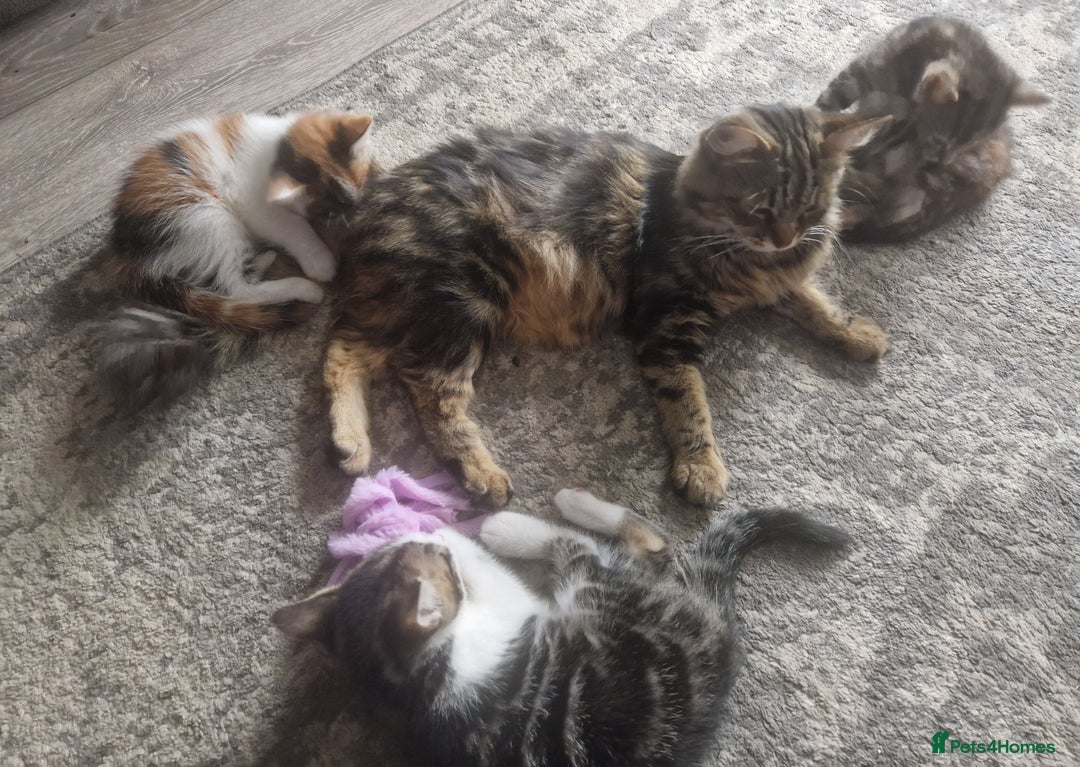 Mixed Breed cats for sale: 3 beautiful semi long haired kittens 8 weeks - Image 5