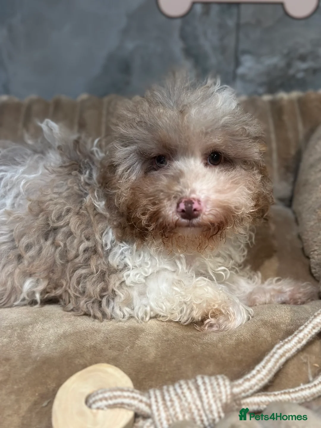 Cavapoo dogs for sale: Exceptional F2 Cavapoo Puppies - HomeRaised  - Advert 18