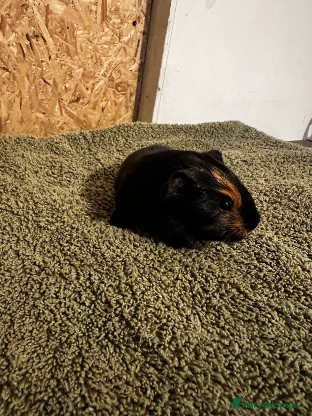 Guinea Pig rodents for sale: baby guinea pig - Advert 24