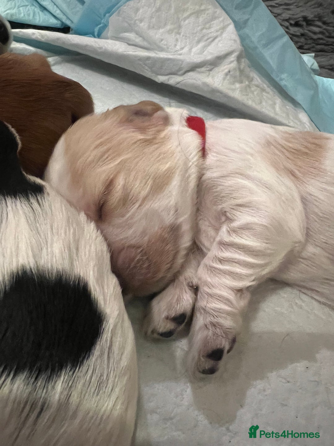 Cocker Spaniel dogs for sale: Show Cocker Spaniel Puppies - Advert 7