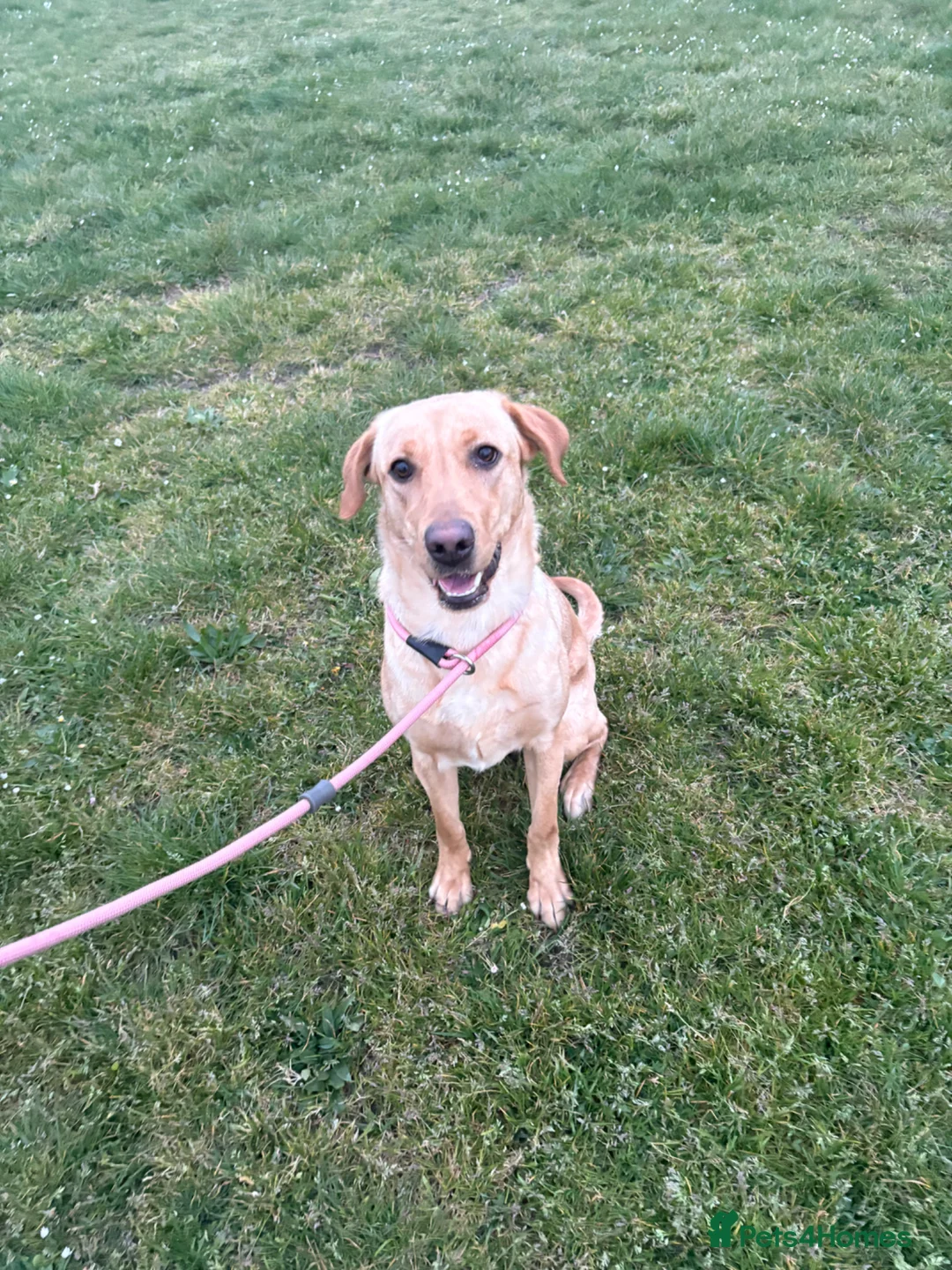 Labrador Retriever dogs for sale: Yellow/Fox Red Labrador Female - Advert 2