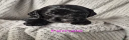 Sprocker dogs for sale: F1 sprocker puppies  in Derby - Advert 5