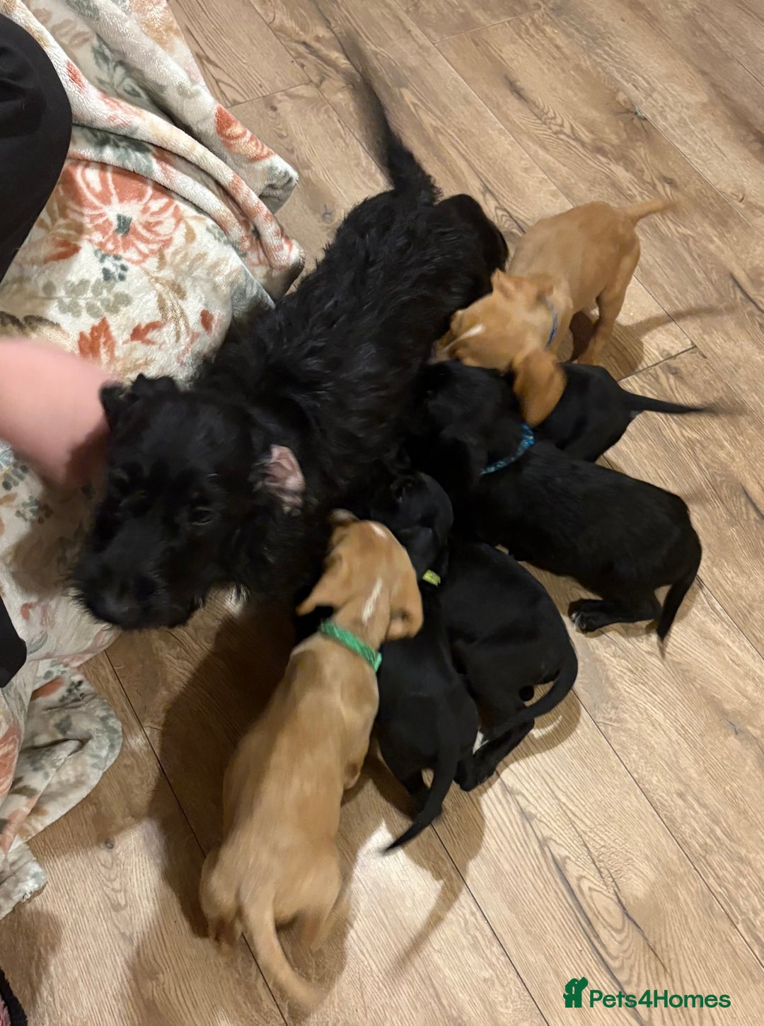 Mixed Breed dogs for sale: Show Cocker Spaniel x Dachshund puppies ready now - Advert 13