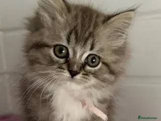 RagaMuffin cats Beautiful Authentic RagaMuffin girls - Advert 5