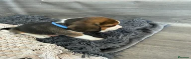 Beagle Puppy 4 Blue Collar